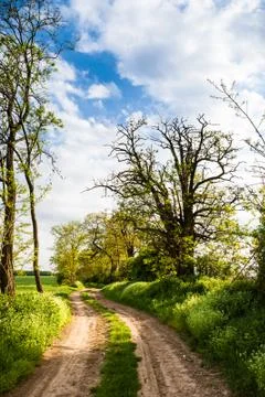 Rural road lined by trees Stock Photos