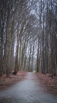 Rural road lined by trees Stock Photos