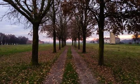 Rural road marked by trees in parallel rows in the middle of fields of crops Stock Photos