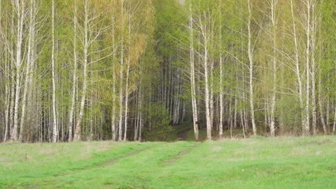 A rural road passing through a birch grove. Stock Footage 274207993
