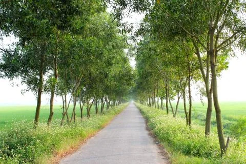 Rural road Stock Photos