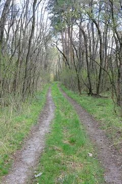 Rural road in spring forest Stock-Fotos