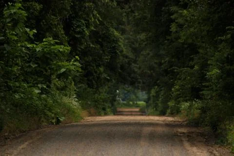 Rural road with thick trees Stock Photos