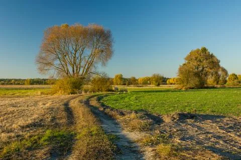 Rural road through fields and autumn trees, horizon and sky Stock Photos