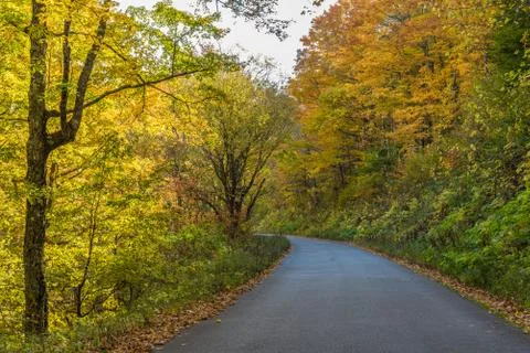 A rural road through a forest in the fall Stock Photos