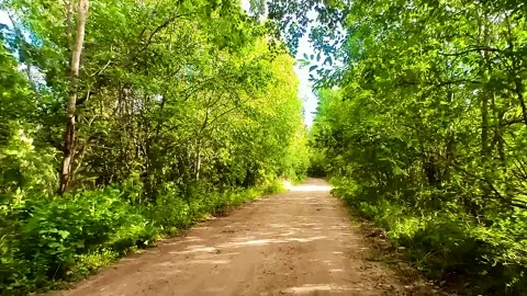 Rural road through the forest Stock Footage 220445282