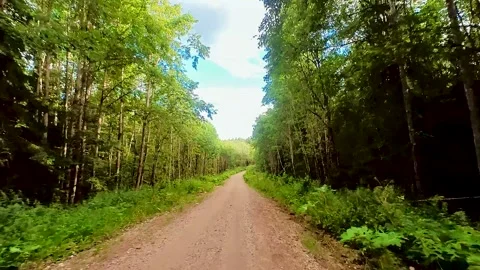 Rural road through the forest Stock Footage 220618019