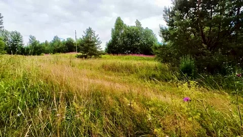 Rural road through a meadow Stock Footage 220445102