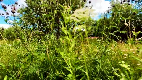 Rural road through a meadow Stock Footage 220617951