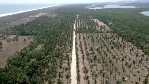 Rural road through palm trees near the coastline Stock Footage 155080719