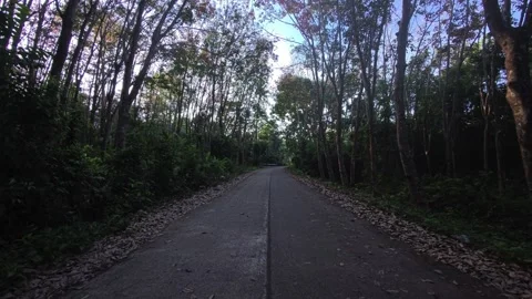 Rural road through a rubber tree forest and jungle in the morning in Thailand Stock Footage 332211707
