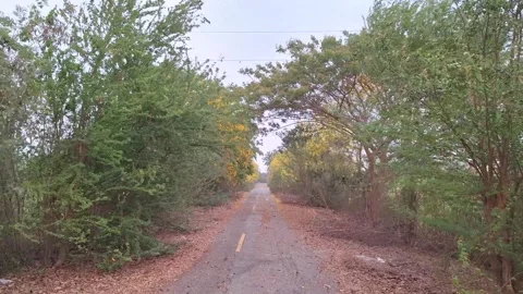 Rural road with trees and strong wind Stock Footage 311051600