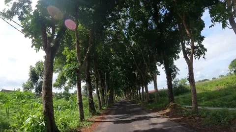 Rural Road with Trees on Both Sides – Countryside Scene in Indonesia Stock-Footage 320891863
