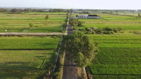 Rural road with white van crossing rice fields Vidéo 341545643