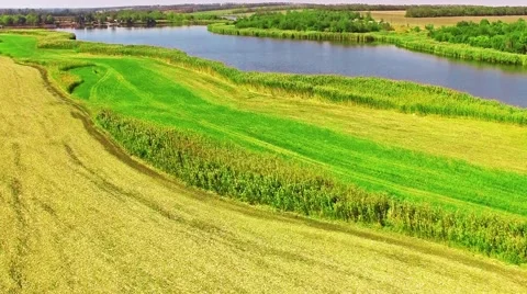 Rural, rustic landscape with river and wheat fields in summer day. Stock Footage 57131755