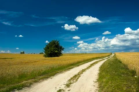 Rural sandy road through fields of grain Stock Photos