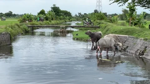 Rural scene of buffaloes bathing in the river Stock Footage 308289414