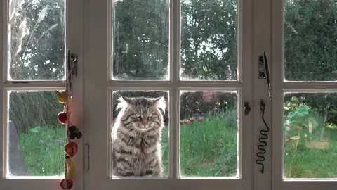 Rural scene with cat looking from outside through window willing to get ins.. Stock Footage 231337962
