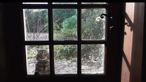 Rural scene with cat looking from outside through window and willing to get.. Stock Footage 231518261