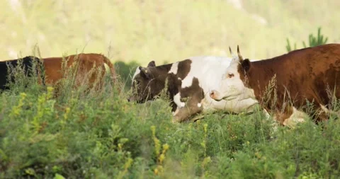 Rural scene, cows are going, in the background mountains. Cows and bulls in the Stock Footage 205073854