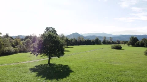 Rural scene featuring group of cows grazing and resting on wide green field Stock Footage 287114072