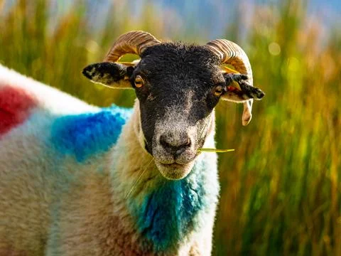 Rural scene featuring a sheep with distinctive blue spray marks Stock Photos