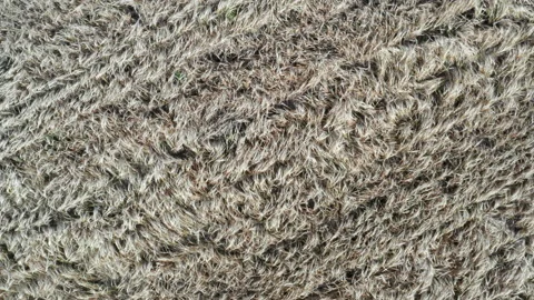 Rural scene Stock Footage 159528547