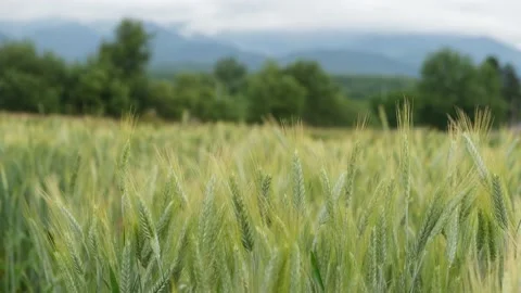 Rural scene with green wheat fields in summer time Video stock 197779418