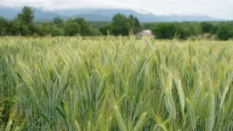 Rural scene with green wheat fields in summer time 스톡 동영상 197779421