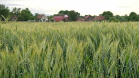 Rural scene with green wheat fields in summer time Video stock 197779427