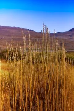 Rural scene Stock Photos