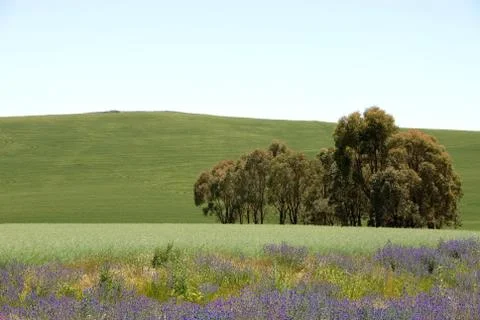 Rural scene Stock Photos