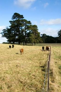 Rural Scene Stock Photos