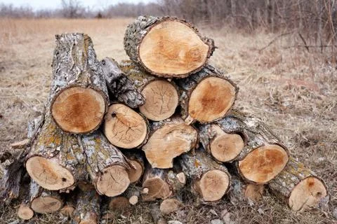 Rural scene with stack of logs next to the forest Foto stock