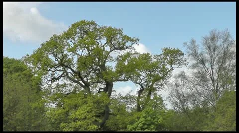 Rural scene (without sound) Stock Footage 11114862