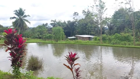 Rural Scene(2) Stock Footage 282762921