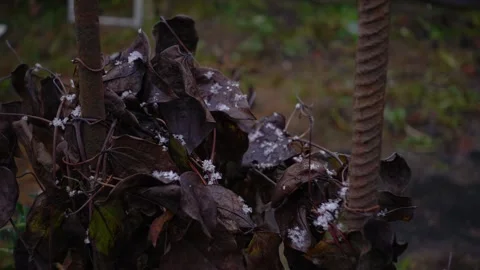 Rural scenery: first snow Stock Footage 255975739