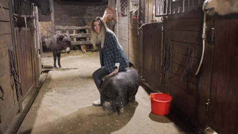 Rural setting where youth observes and guides animal in barn. Girl receives 動画素材 333315314