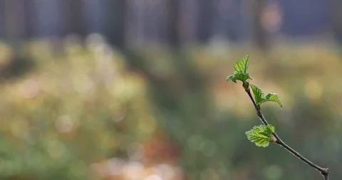 Rural spring landscape. First green leaves on the branch. Stock Footage 88561302