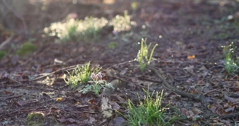 Rural spring landscape. First green leaves on the branch. Stock-Footage 88564282