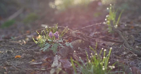 Rural spring landscape. First green leaves on the branch. 스톡 동영상 88564324