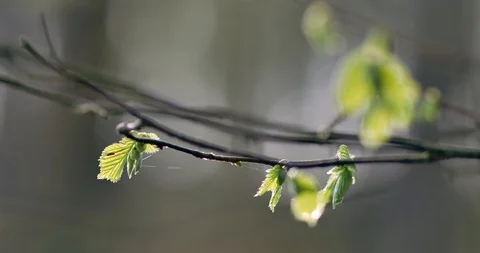 Rural spring landscape. First green leaves on the branch. Stock-Footage 88564388
