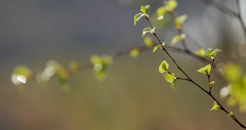 Rural spring landscape. First green leaves on the branch. 動画素材 88564514