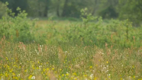 Rural spring landscape.  Stock Footage 76260949