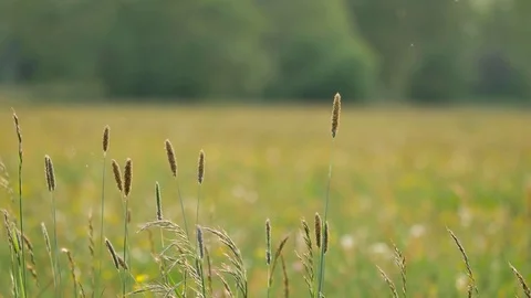 Rural spring landscape.  Vidéo 76260953