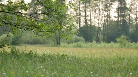 Rural spring landscape. Stock Footage 76260968