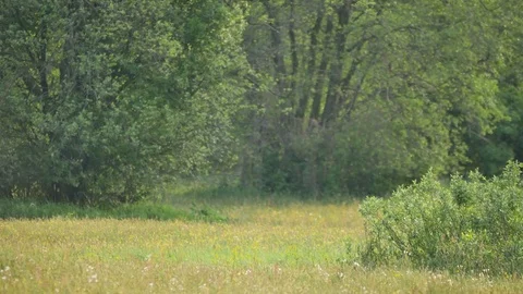 Rural spring landscape.  Stock-Footage 76261000