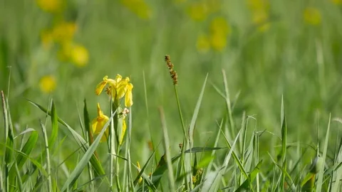 Rural spring landscape.  Stock Footage 76985739