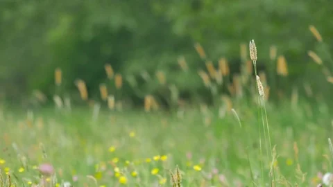 Rural spring landscape.  Video stock 77168901