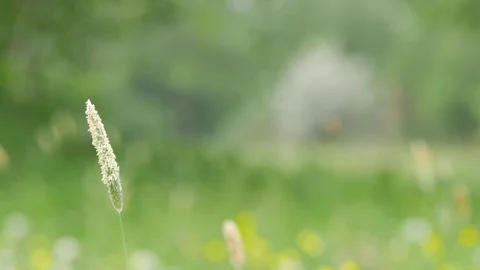 Rural spring landscape.  Stock Footage 77169008
